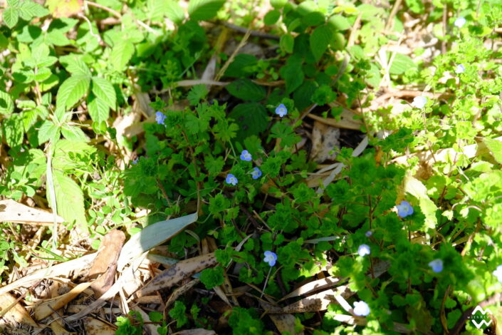 四万十川 カヤック カヌー サップ　SUP 初心者